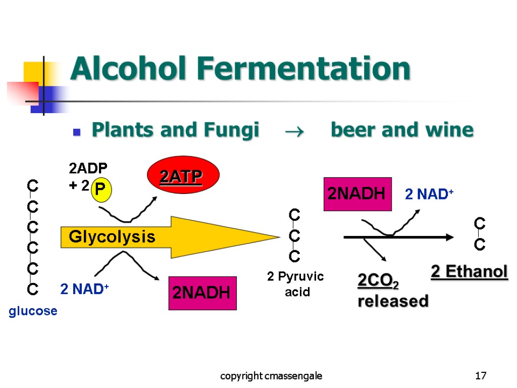 17 Alcohol Fermentation Plants and Fungi  beer and wine copyright cmassengale